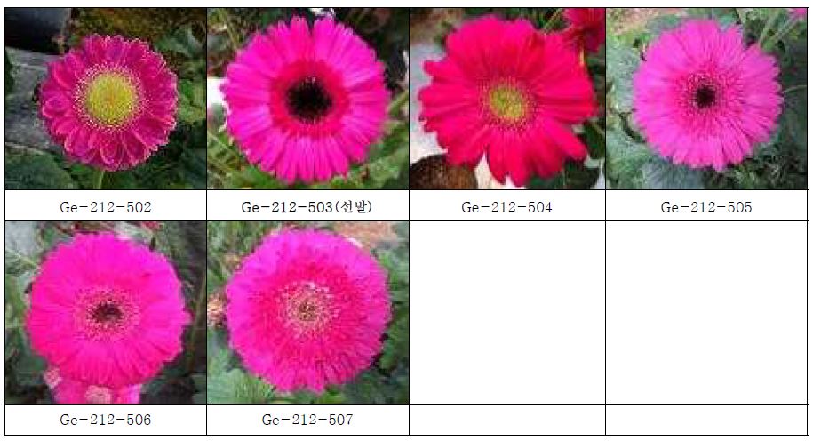 최종 선발 육성된 자주색 계열의 생육 및 개화 특성