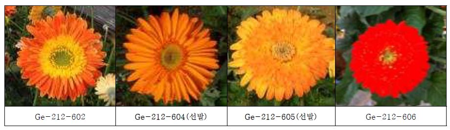 최종 선발 육성된 주황색 계열의 생육 및 개화 특성