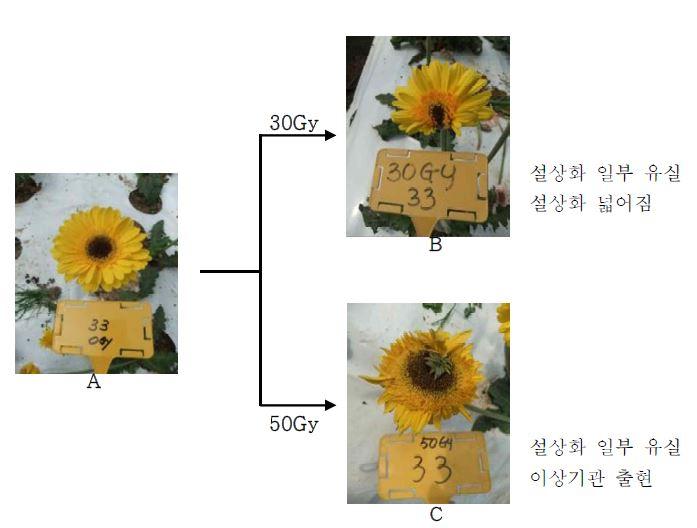 계통 Ge-98-33에 감마선을 조사처리 하였을 때 유도되는 돌연변이 유형