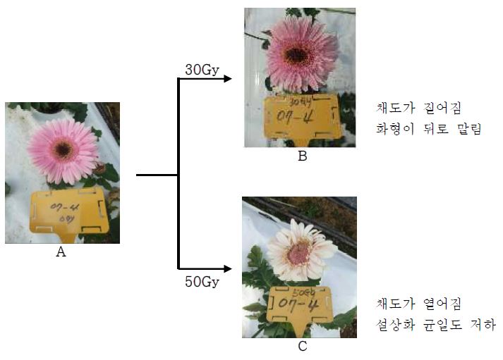 계통 Ge-07-04에 감마선을 조사처리 하였을 때 유도되는 돌연변이 유형