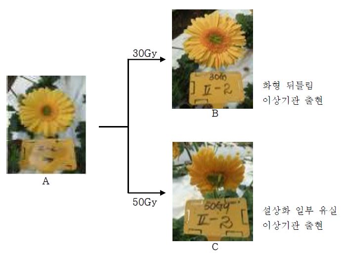 계통 Ge-02-02에 감마선을 조사처리 하였을 때 유도되는 돌연변이 유형