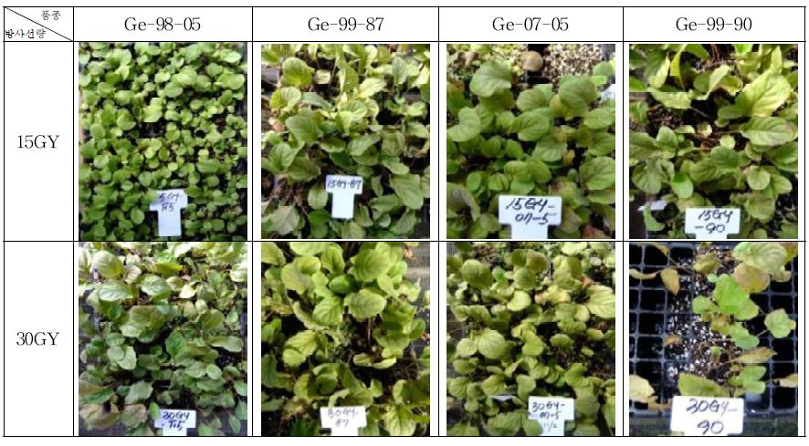 2차 플라스크유묘 방사선처리량에 따른 생육 차이