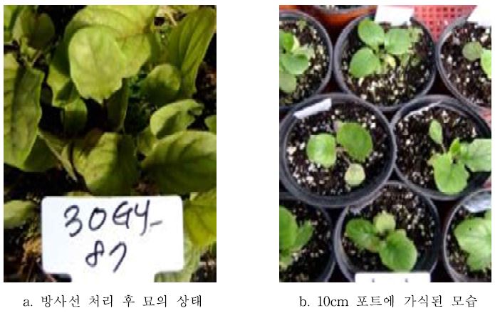 방사선 처리 묘들의 육묘와 정식 모습