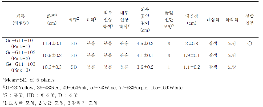 선발된 분홍색계통의 개화특성