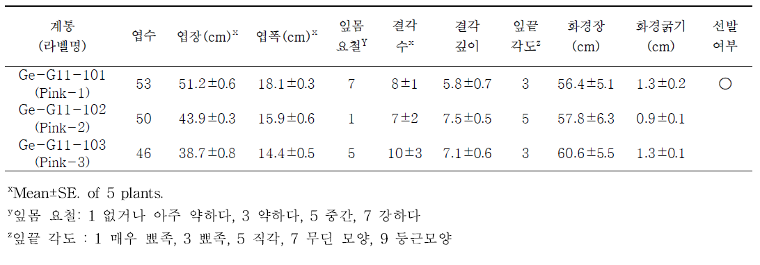 선발된 분홍색계통의 생육특성