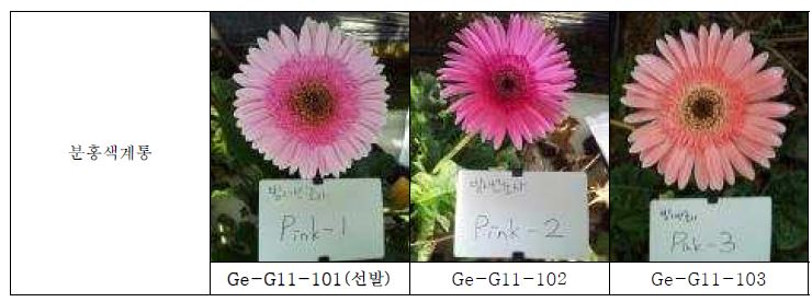 최종 선발 육성된 분홍색 계통의 생육 및 개화 특성