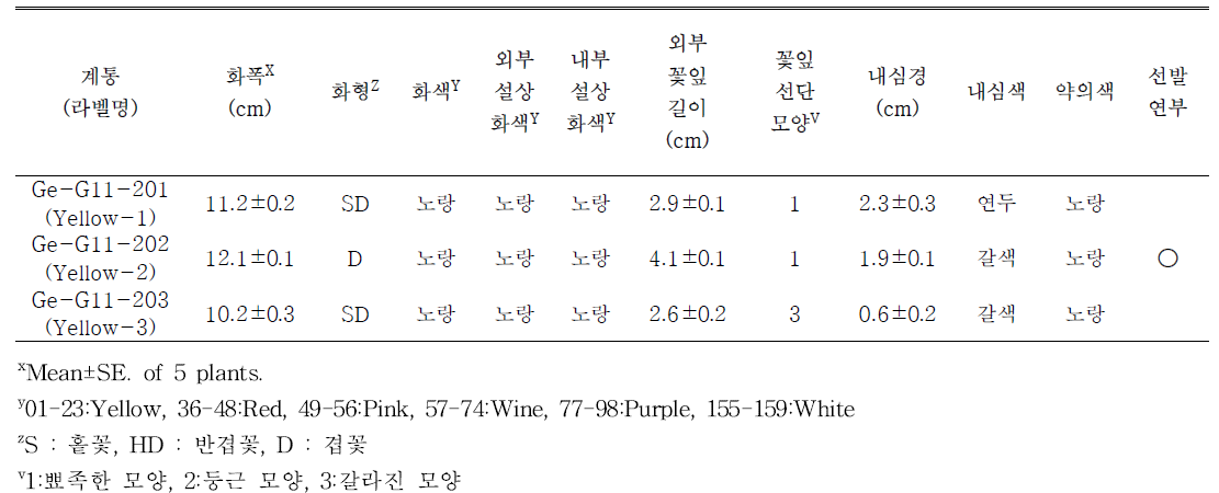 선발된 노란계통의 개화특성