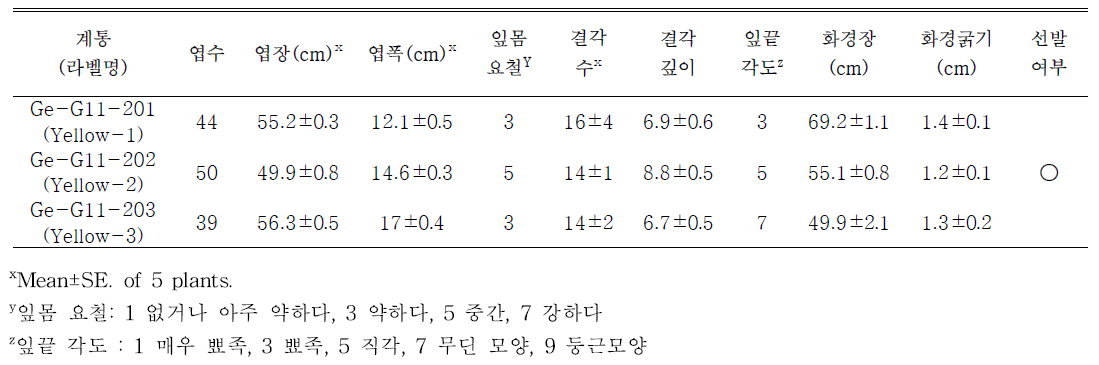 선발된 노란색계통의 생육특성