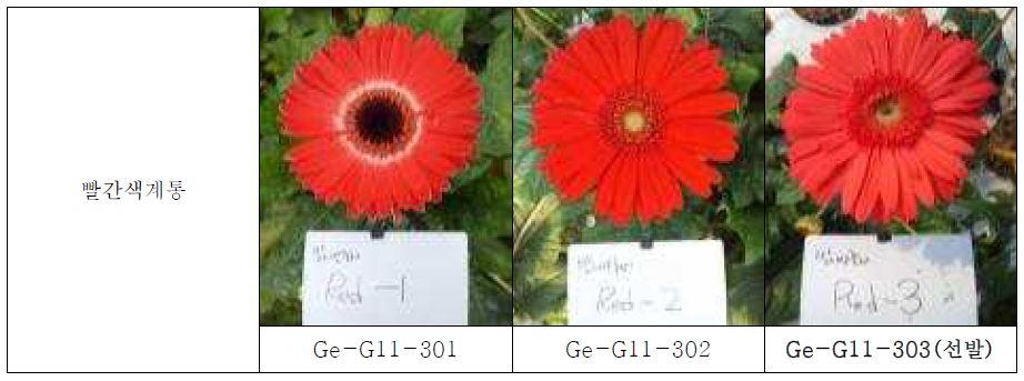 최종 선발 육성된 빨간색 계통의 생육 및 개화 특성