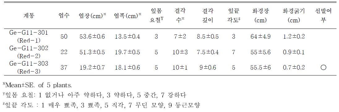 선발된 빨간색계통의 생육특성