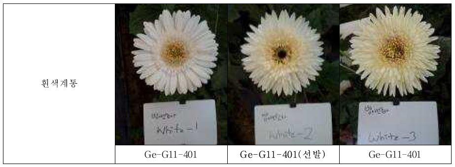 최종 선발 육성된 흰색 계통의 생육 및 개화 특성