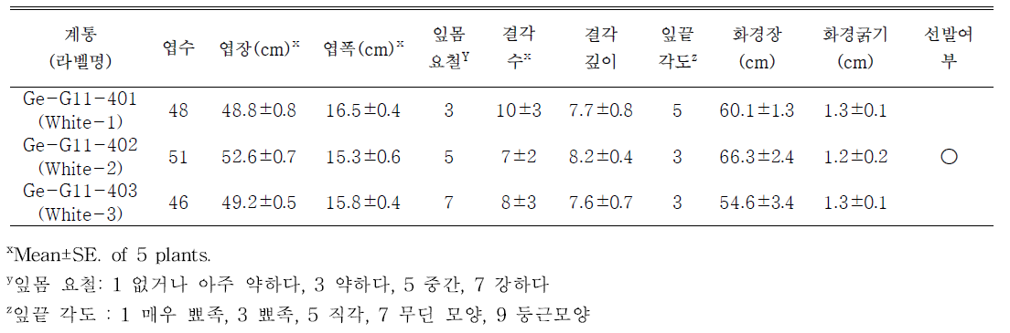 선발된 흰색계통의 생육특성