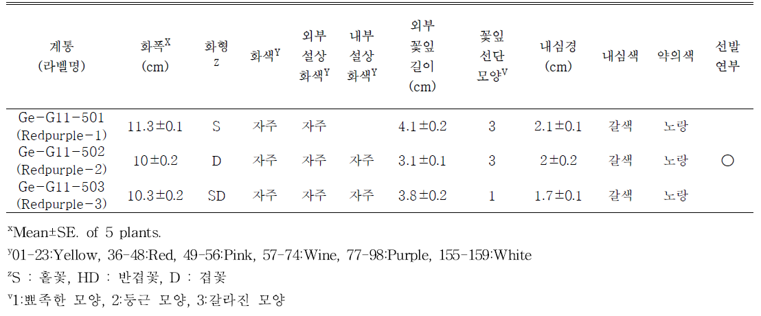 선발된 자주색계통의 개화특성