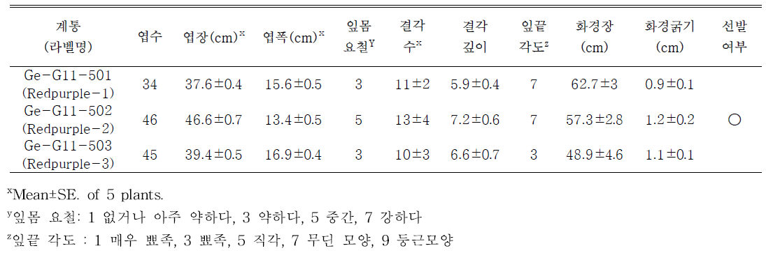 선발된 자주색계통의 생육특성