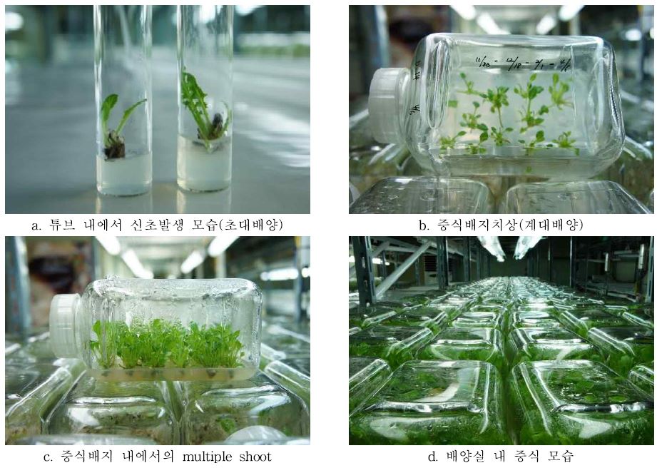 생장점 초대배양과 신초증식 모습
