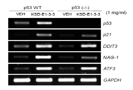 Fig. 3-2-22. Up-regulation of NAG-1, ATF3, DDIT3, p21 and p53 genes by KSD-E1-3-3.