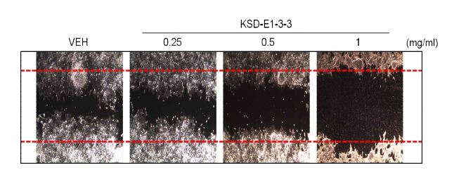 Fig. 3-2-24. Effects of sub-fraction KSD-E1-3-3 on cell motility in HCT116 cells.