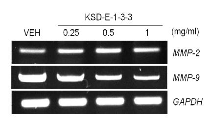 Fig. 3-2-25. Down-regulation of MMP 2 and MMP 9 genes by KSD-E1-3-3.