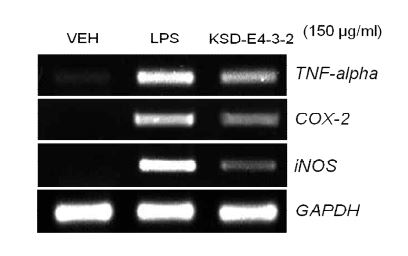 Fig. 3-2-27. Down-regulation of iNOS, COX-2 and TNF-alpha gene by KSD-E4-3-2.