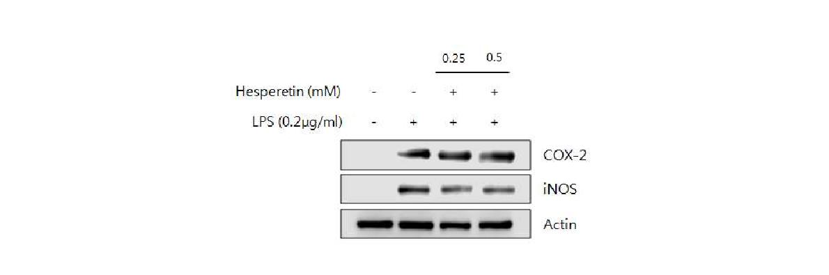 Fig. 3-2-30. Down-regulation of COX-2 and iNOS proteins by the treatment of hesperetin.