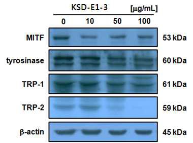 그림 3-3-13. KSD-E1-3의 Tyrosinase, TRP-1, TRP-2 단백질의 발현 저해 활성