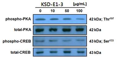 그림 3-3-14. KSD-E1-3의 α-MSH에 의한 신호전달체계 저해 활성