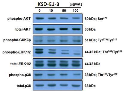 그림 3-3-15. KSD-E1-3의 MITF를 저해시키는 신호전달체계 저해 활성