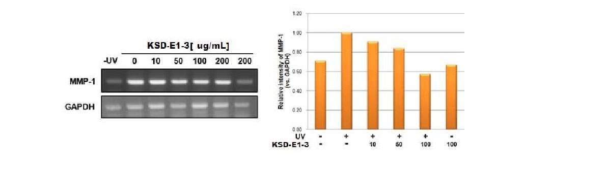 그림 3-3-22. RT-PCR을 이용한 KSD-E1-3의 MMP-1 저해 활성