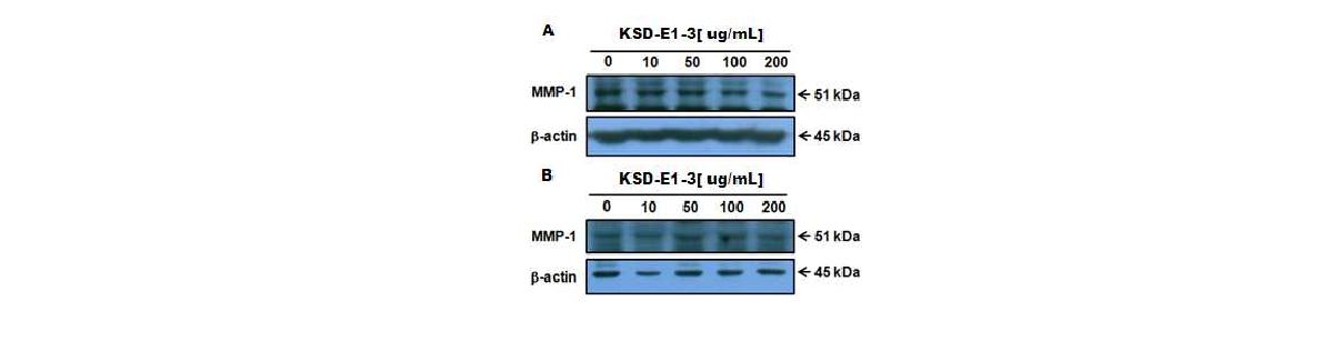 그림 3-3-23. KSD-E1-3의 MMP-1 단백질 발현 저해 활성(A)UV조사 없음 (B)UV 조사