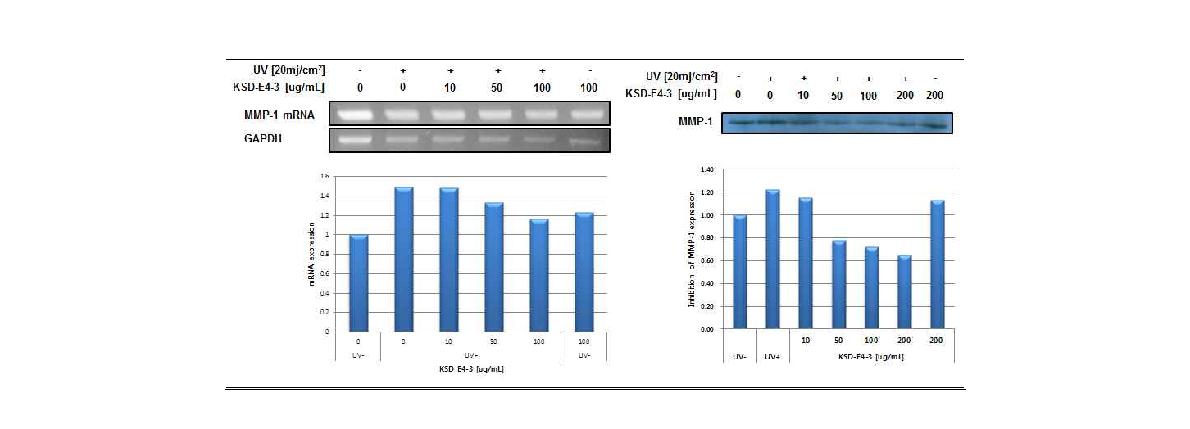 그림 3-3-25. RT-PCR와 Immunoblot assay를 이용한 KSD E4-3의 MMP-1 저해활성