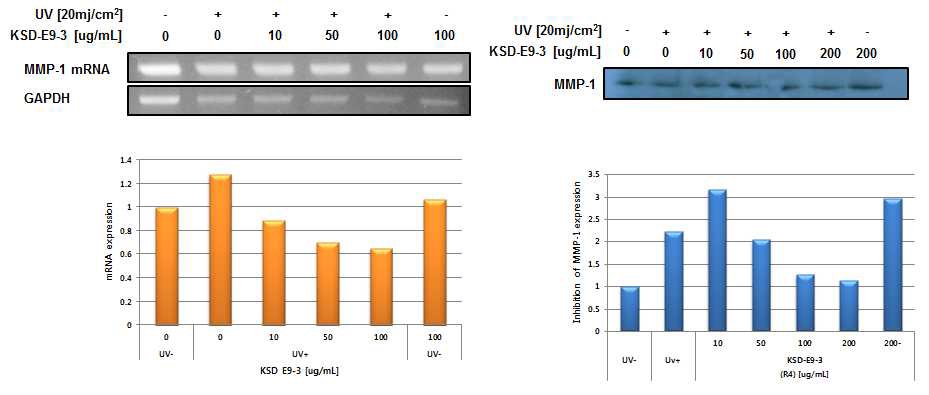 그림 3-3-31. RT-PCR와 Immunoblot assay를 이용한 KSD-E9-3의 MMP-1 저해활성