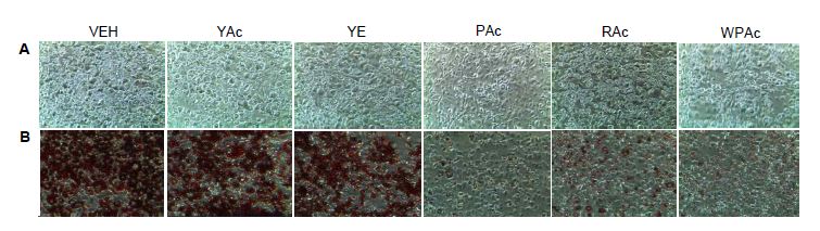 Fig. 3-2-2. Effects of ethyl acetate fractions of lees and nuruk extracts on pre-adipocyte differentiation. Mouse 3T3-L1 pre-adipocyte cells were treated with five different kinds of fractions and extracts during adipogenesis. After 8 days, differentiated cells were stained with oil red O solution. (A) before staining, (B) after staining.