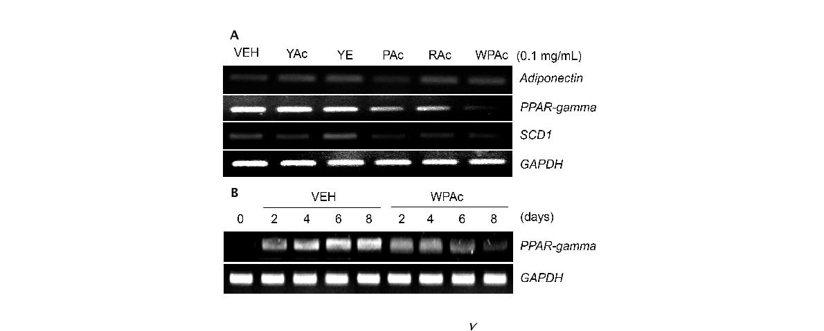Fig. 3-2-3. Down-regulation of Adiponectin, P PARγ and SCD1 genes by ethyl acetate fraction of W-Ju lees extract (WPAc). (A) Mouse 3T3-L1 cells were incubated with WPAc during adipogenesis. Total RNAs were prepared from treated cells and used for RT-PCR with Adiponectin, PPARγ and SCD1 gene specific primers. (B) Mouse 3T3-L1 pre-adipocytes were treated with WPAc or DMSO for 8 days during adipogenesis. Treated cells were collected at different time points. Total RNAs were extracted from treated cells and used for RT-PCR with PPARγ gene specific primers.