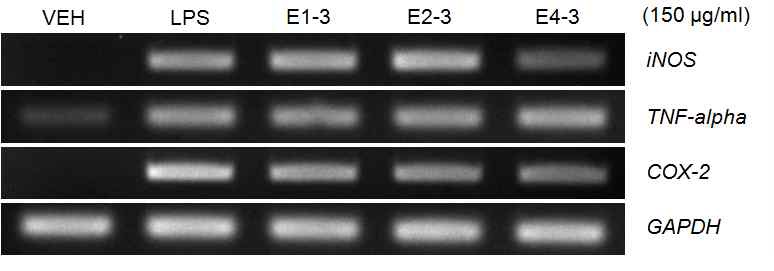 Fig. 3-2-8. Down-regulation of iNOS, TNF-alpha, and COX-2 genes by three kinds of solvent fractions. RAW 264.7 cells were treated three kinds of solvent fractions (KSD-E1-3, KSDE2-3, KSD-E4-3). Total RNA was prepared for RT-PCR with each gene specific primers.