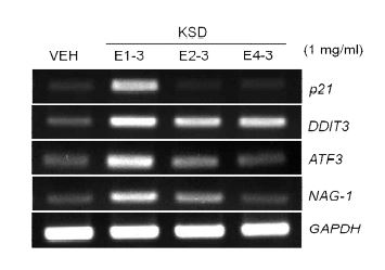 Fig. 3-2-12. Up-regulation of NAG-1, ATF3, DDIT3 and p21 gene by three kinds of solvent fractions. HCT116 cells were treated with three kinds of solvent fractions of lees extracts (KSD-E1-3, KSD-E2-3 and KSD-E4-3) for 24 hr. And then, total RNAs were extracted from treated cells and used for RT-PCR with NAG-1, ATF3, DDIT3 and p21 gene specific primers.