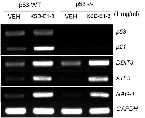 Fig. 3-2-13. Effect of p53 on gene expression by KSD-E1-3. HCT116 cells or p53 null HCT116 were treated with 1 mg/ml KSD-E1-3 for 24 hr and then RT-PCR was performed using p53, p21, ATF3, DDIT3 and NAG-1 gene specific primers.