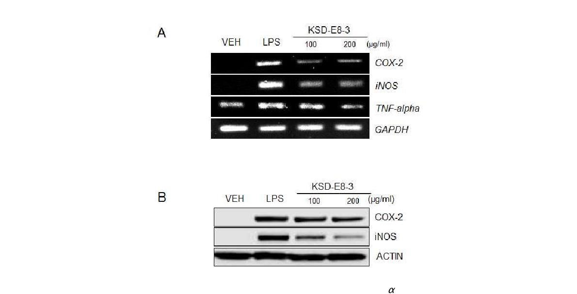 Fig. 3-2-15. Down-regulation of COX-2, iNOS and TNF-α genes by KSD-E8-3 treatment. Mouse macrophage RAW 264.7 cells were treated with KSD-E8-3, and then total RNA and total protein were prepared from KSD-E8-3 treated cells. (A) Total RNA was used for RT-PCR with COX-2, iNOS, and TNF-α gene specific primers. (B) Western blot was carried out by using anti-COX-2, anti-iNOS, and anti-Actin antibodies.