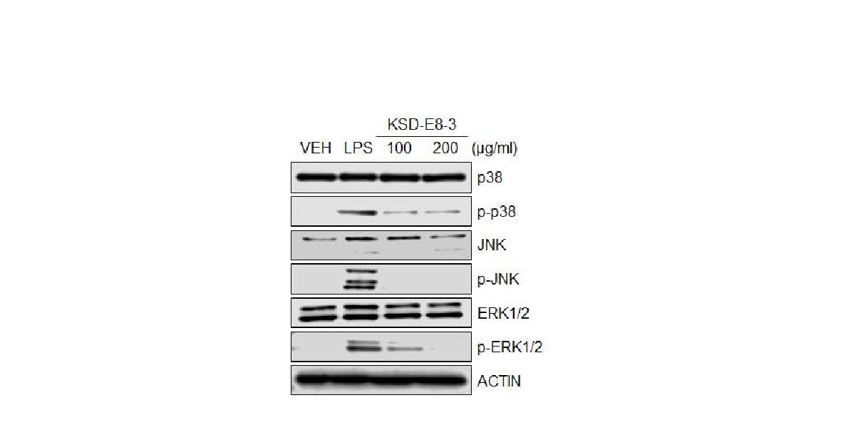 Fig. 3-2-16. Inhibition of phosphorylation of MAPK proteins by KSD-E8-3. Mouse RAW 264.7 cells were treated with 100 mg/ml or 200 mg/ml of KSD-E8-3 and total protein was prepared from treated cells. And then, Western blot was carried out by using p38, phospho-p38, JNK, phospho-JNK, ERK1/2, phospho-ERK1/2 and Actin antibodies.