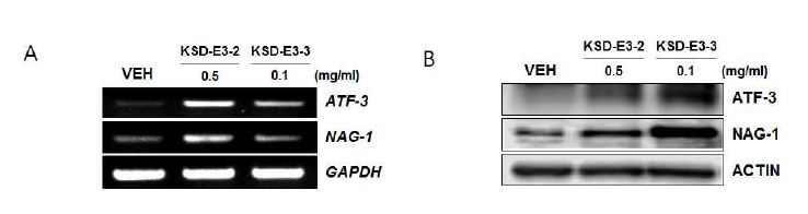 Fig. 3-2-18. Up-regulation of NAG-1 and ATF3 by the treatment of KSD-E3-2 and KSD-E3-3.