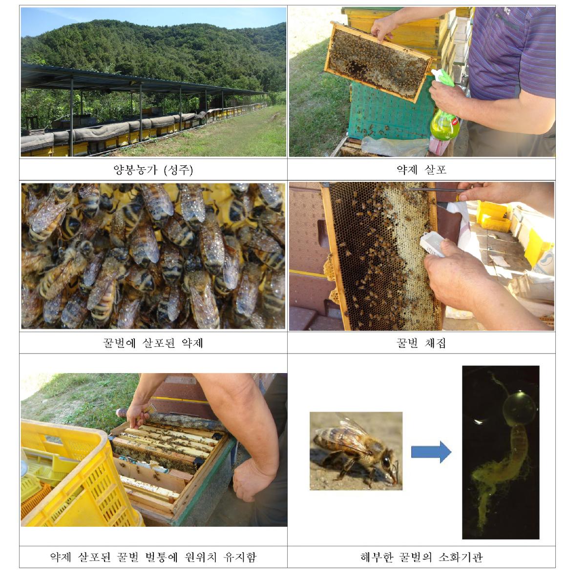 꿀벌에 대한 접촉 독성 실험