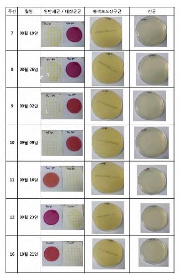 그림 157. 미생물 실험 결과