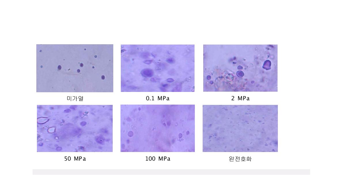 Fig. 10. Microphotographs of malt with iodine-starch reacted, gelatinized at 70℃under high pressure.