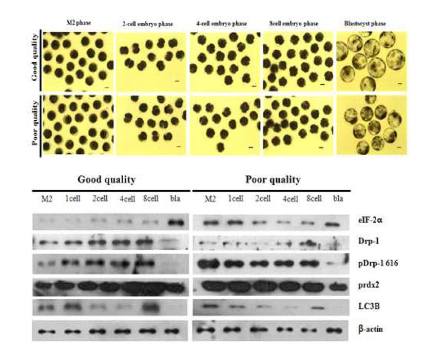 체외 수정란의 초기 배아 발달과정에서의 품질에 따른 세포 유전자의 발현 패턴을 western blotting을 통한 protein level 확인.