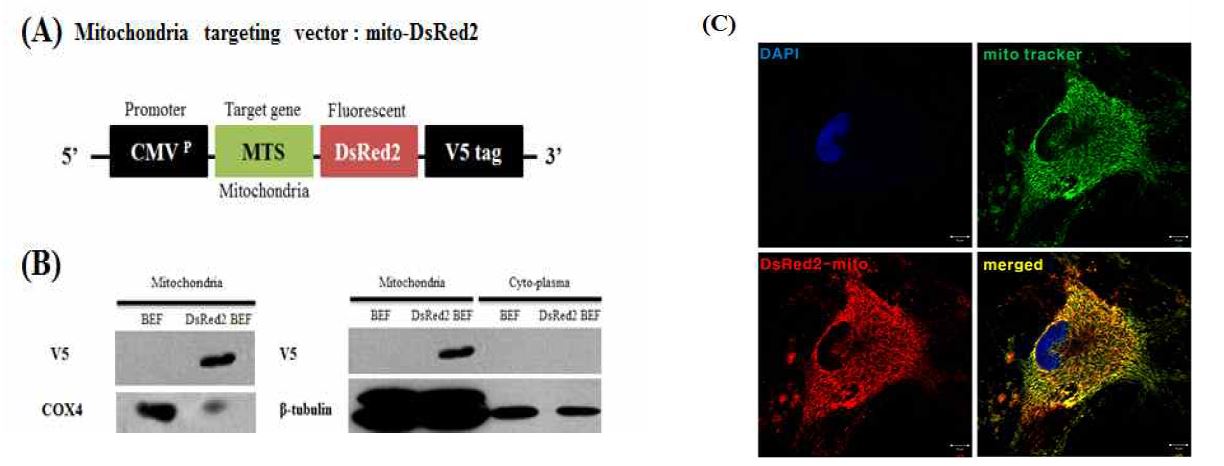 마이토콘드리아 마커인 mitotracker를 이용하여 제작한 렌티바이러스 mito-DsRed2 발현 일치하는지를 확인를 western blotting과 형광현미경으로 확인.