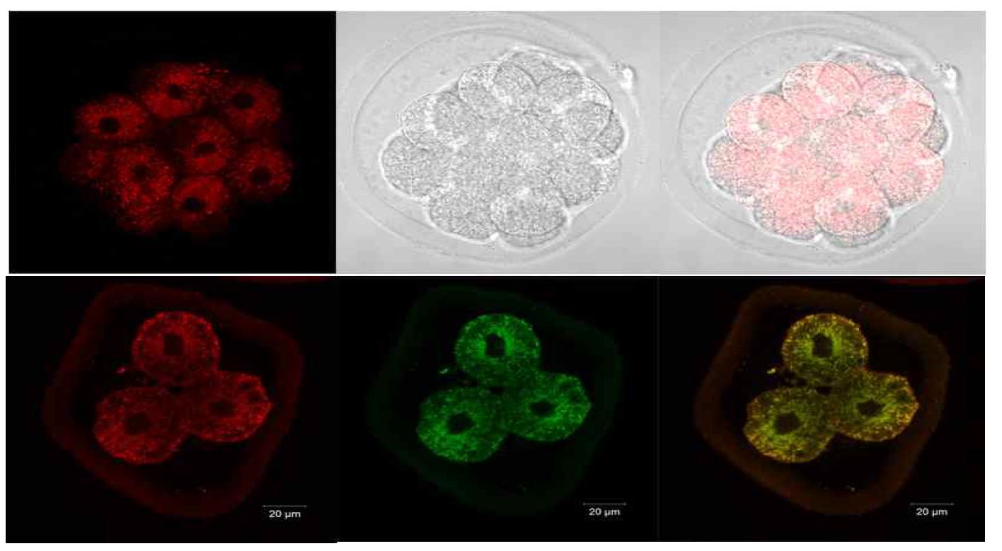 Mito-DsRed2 stable bovine fibroblast 이용한 소 SCNT수정란 제작 후 2-/8-cell stage에서 미토콘드리아의 레드 형광발현확인하고 형태적 변화 확인이 가능.