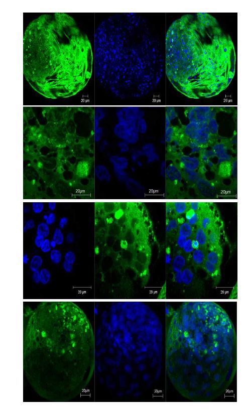 Mitotracker 염색을 통한 동결 수정란의 세포 소기관 관찰.