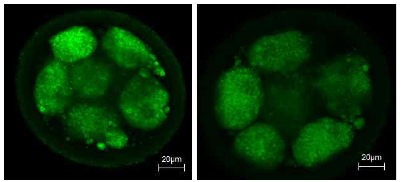 Mitotracker 염색을 통한 IVF 수정란의 미토콘드리아 관찰.