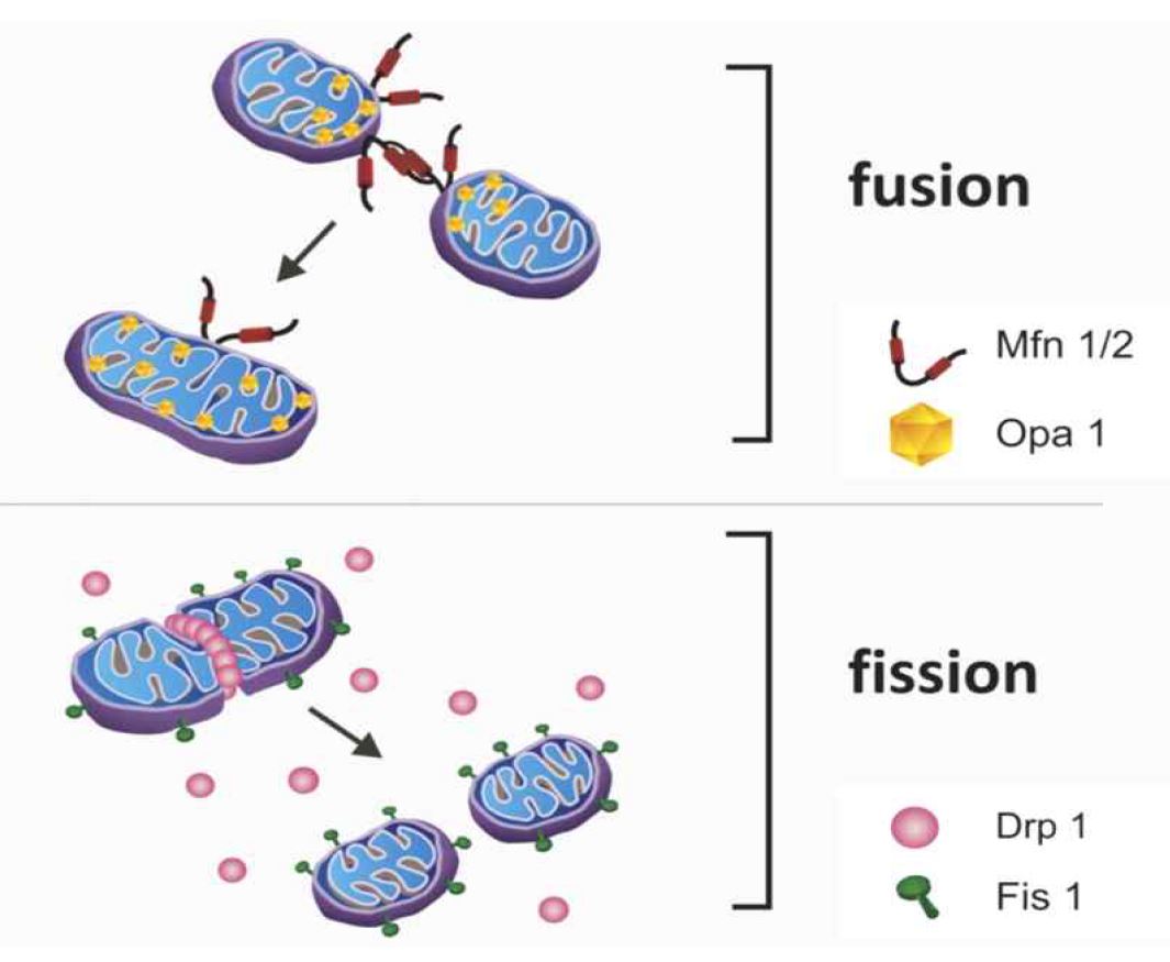 미토콘드리아 fission 과 fusion 관련 유전자의 간략한 설명 (Endocrinology and Metabolism Published 1 July 2012, Vol. 303 no. E31-E39DOI).