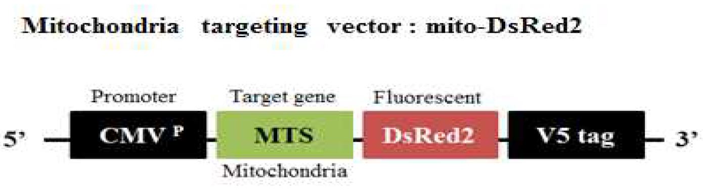 미토콘드리아 targeting vector (mito-DsRed2) 모식도.