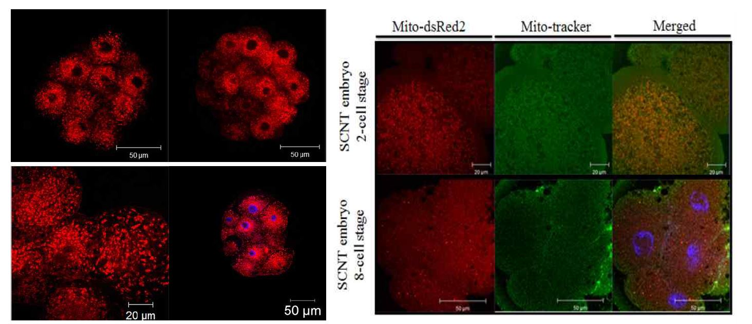 Bovine SCNT수정란의 각 단계에서 mito-DsRed2의 형광발현을 mitotracker를 통하여 mitochondria의 형광발현이 지속되는 것을 확인.